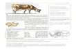 Anatomía de la vaca, fisología de la rumia