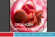 Circulacion fetoplacentaria