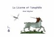 La Licorne et l'Anophèle: Paludisme dans l'armée française en Côte d'Ivoire. François NOSTEN: Les ACT dans la lutte contre le paludisme