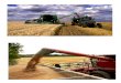 4 cosecha del trigo