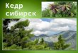 Кедр, его роль в таежных экосистемах и культуре народов Сибири