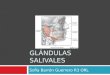 Clase de glandulas en ORL