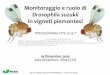 Drosophila suzukii, sintomi a danni a confronto con tignole e altre cause