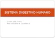 Sistema digestivo humano ppt