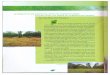 Alternativa de desenvolvimento agropecuário sustentável em áres de cerrado no amapá