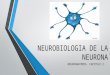 Neurobiologia de la neurona y neuroglia pptx