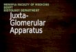 Juxta glomerular apparatus