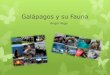 Galápagos y su fauna - presentación
