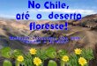 CHILE - JARDIM NO DESERTO