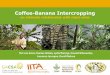 Coffee Banana Intercropping: An Intimate Relationship with Triple Wins