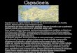 1079. Capadocia