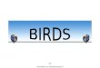 Bd birds 05