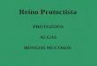 R 02 Protoctistas - Protozoos