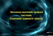 Zagalna anatomiya travnoyi_sistemi_anatomiya_tra