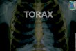 Estructura de Torax oseó, musculos