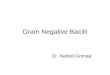 Gram Negative Bacilli Dr. Nahed Gomaa. True Bacteria Gm +ve Cocci Bacilli Gm -ve Cocci Neisseria gonorrhea Neisseria meningitidis Bacilli Pleomorphic