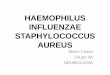 Haemophilus influenzae. Neumologia