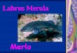 Labrus Merula