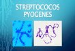 Streptococos pyogenes