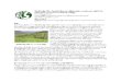 legume-maize relay cropping - c.ymcdn.comc.ymcdn.com/sites/members.echocommunity.org/resource/collection/9... · အလႊာလိုက္ကာက်သည့္ ေဂၚဒန္ေက်ာက္ေျမမ်ား