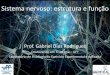 Sistema nervoso: estrutura e função - Prof. Sandro de Souza · PDF fileObjetivos da aula 1. Discutir a organização geral do sistema nervoso. 2. Descrever a estrutura e a função