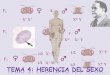 OBJETIVOS TEMA 4 - bioinformatica.uab.esbioinformatica.uab.es/base/documents\genetica_gen\Tema 4 Herencia... · mendeliana, razón 1:1) Complemento cromosómico: 2A + XX 2A + XY 2A