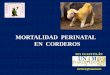 MORTALIDAD PERINATAL EN CORDEROS -  · PDF fileINVENTARIO OVINO y EXTRACCIÓN 1999 Estado Inventario Toneladas de carne Ton / Inv. México 998,363
