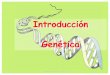 Tema 1: Introducción a la Genéticaecaths1.s3.amazonaws.com/geneticaveterinaria/1040592489... · •Genética molecular: la estructura, regulación y el control de la expresión