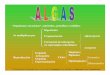 Organismos eucariotas*, autótrofos, protófitos o talófitos. · PDF fileEuglenophyta a, b ALGAS Clorofilas Carotenoides Ficobilinas Reservas Pared celular Flagelos. Title: Microsoft