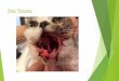 Oral Trauma - Skalpellenskalpellen.se/wp-content/uploads/2016/04/Oral-Trauma-skalpellen.pdf · Används med fördel även vid partiell maxilektomi. Vestibular flap. Vestibular flap