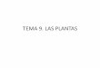 TEMA 9. LAS PLANTAS - IES Alfonso X el Sabioiesalfonsox.es/wp-content/uploads/2015/09/BLOQUE-5.-LAS-PLANTA… · interior de la raíz a través de las paredes celulares y de los espacios