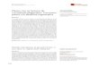 1 Unidad de Hematología, Unión Murciana de Hos puerta a la ... · PDF file130 Revista de Hematología Volumen 1, Nm , abril-junio 1 Factor de crecimiento de origen plaquetario (PDGF)