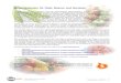 Saisonkalender für Obst, Beeren und Gemüse - · PDF fileSaisontabelle / Juli 2005 - 1 / 3 Saisonkalender für Obst, Beeren und Gemüse Früchte und Gemüse enthalten Vitamine, Mineralstoffe,