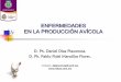 DIAGNOSTICO EN LA PRODUCCIÓN AVÍCOLA · PDF fileSacarosa (V), Trehalosa (-). ... •Sacos aéreos con edema, proliferación capilar y acumulación de heterófilos y restos necróticos