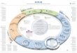 Rahmenwerk für die Entwicklung und Erhaltung komplexer ... · PDF fileDer Scrum Master unterstützt das Scrum Team, nach guten Praktiken zu suchen und Verbesse-rungsmaßnahmen zu