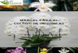Manual para el cultivo de Orquídeas - files.cejude.webnode.mxfiles.cejude.webnode.mx/200000067-df126e00e9/MANUAL PARA EL C… · renovarlo haciendo un trasplante cada 1 ó ... Orquídeas