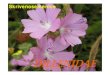 Predavanje S 10 Dillenidae - pmf.ni.ac.rs · PDF fileSympetalae pentacyclicae. DillenidaeDilleniales Dilleniaceae - tropske i subtropske drvenaste biljke Paeoniaceae - polugrmovi i