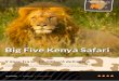 Big Five Kenya Safari -    8873 4000 |   | info@  Big Five Kenya Safari 9 dage fra kr. 17.100 v/4 deltagere REJSERUTE: NAIROBI - OL PEJETA 