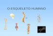 O ESQUELETO HUMANO - Educação Física · PDF fileFunções do Esqueleto O esqueleto humano constitui a estrutura que dá apoio ao corpo, protege os órgãos internos e assegura a