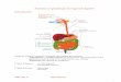 Anatomie et physiologie de l’appareil digestif Introductioncoursinfirmiere.free.fr/styled-4/styled-69/files/appareil-digestif.pdf · 1 Anatomie et physiologie de l’appareil digestif