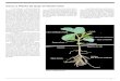 Como a Planta de Soja se Desenvolve - IPNI - Brasilbrasil.ipni.net/ipniweb/region/brasil.nsf/0... · 3 Figura 1. Plântula de soja. O crescimento e o desenvolvimento da soja são