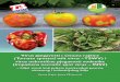 Virus pjegavosti i venuća rajčice (Tomato spotted wilt ... · PDF fileBrončana boja, venuće i propadanje rajčice uslijed zaraze TSWV-om ... U otvorenim i zatvorenim nasadima paprike,