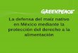 La defensa del maíz nativo en México mediante la ... · PDF file•Alimento básico que provee carbohidratos •Elemento central de las dietas de consumidores urbanos y rurales 