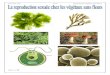 Cours SVT Inter TC Sc Reproduction végétaux sans fleurs · PDF filecellulaire et de la reproduction asexuée. ... Chez les plantes supérieures comme les plantes ... mitoses qui