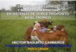 Presentación de PowerPoint - Congresos FMVZ / UNAMcongreso.fmvz.unam.mx/pdf/memorias/Bovinos/HECTOR BASURTO C… · Manejo de las vacas . Las vacas del grupo Amamantamiento Restringido:
