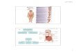Sistem Digestivus Traktus Digestivus Organ asesoris · PDF file10-12 thn 11-13 thn 15-25 thn. 23/11/2011 5. 23/11/2011 6 STRUKTUR GIGI •Mahkota, dilapisi enamel ... SISTEM PENCERNAAN