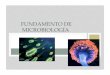 FUNDAMENTO DE MICROBIOLOGÍA - …cursosdrarodriguez.weebly.com/uploads/1/0/2/1/10218223/clase_1... · • Medicina, Enfermería, Farmacia y Biotecnología • Biotecnología •