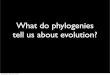 What do phylogenies tell us about evolution?snuismer/Nuismer_Lab/548...Brownian motion y~N(0, σ2 * t) Wednesday, February 16, 2011 Wednesday, February 16, 2011 Wednesday, February