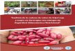 “Análisis de la cadena de valor de frijol rojo y negro en ... · PDF file2 La realización del estudio “Análisis de la Cadena de Valor de frijol rojo y negro en Nicaragua con