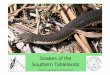 Snakes of the Southern - ACTHA · PDF fileSnakes of the Southern Tbll ... • Teeth are very different in snakes. ... Microsoft PowerPoint - Snakes of the Southern [Compatibility Mode]